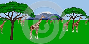 Giraffe herd in african scenery