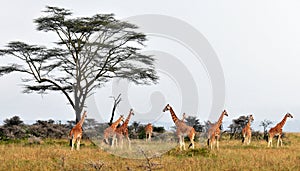 Giraffe herd in savannah