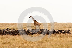 Giraffe and a herd of wildebeest in dry African savanna