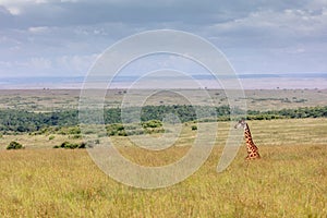 Giraffe Hiding in Tall Kenya Grass