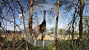 A giraffe hiding between the trees in Naivasha National Park Kenya