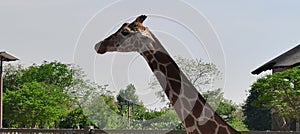 Giraffe is the highest animal among all animals