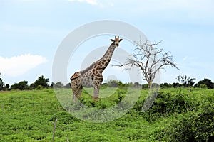 Giraffe on the hillside with a tree