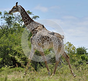 Giraffe in Hluhluwe-Umfolozi Game Reserve