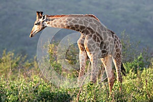 Giraffe in Hluhluwe-Umfolozi Park