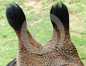 Giraffe horns