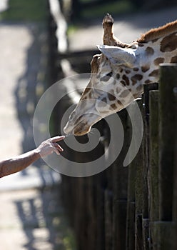 Giraffe and human hand