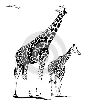 Giraffe illustration