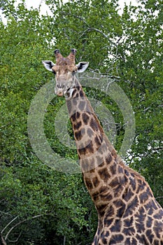 Giraffe at Imfolozi-Hluhluwe Game Reserve in Zululand South Africa photo