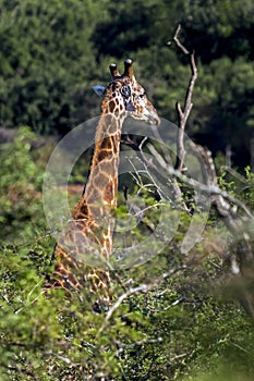 Giraffe at Imfolozi-Hluhluwe Game Reserve in Zululand South Africa photo