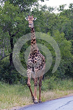 Giraffe at Imfolozi-Hluhluwe Game Reserve in Zululand South Africa