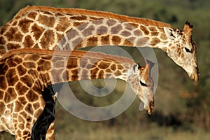 Giraffe interaction photo