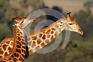 Giraffe interaction photo