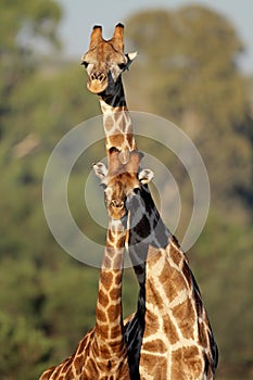 Giraffe interaction