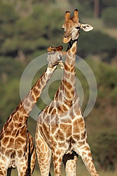 Giraffe interaction