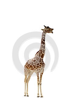 Giraffe isolated