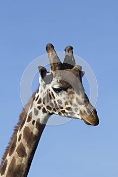 Giraffe isolated against blue sky