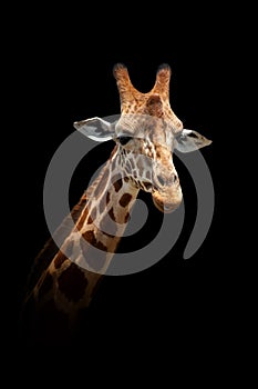 Giraffe isolated on black background