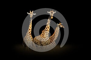 Giraffe isolated on black background