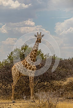 A giraffe isolated in the bush