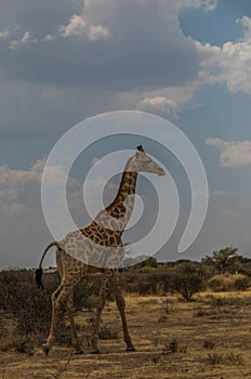 A giraffe isolated in the bush