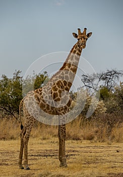 A giraffe isolated in the bush