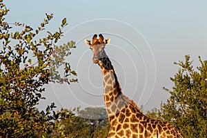 Giraffe isolated between green trees in the bush