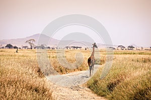 Giraffe isolated in the Serengeti