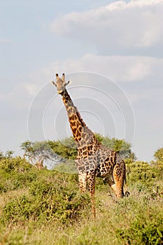 Giraffe isolated in Tsavo
