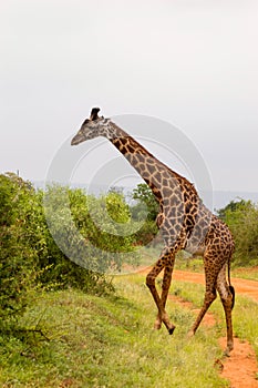 Giraffe isolated in Tsavo