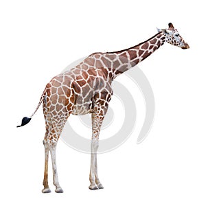 Giraffe isolated on white