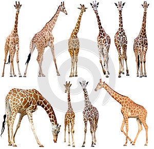 Giraffe isolated on white background