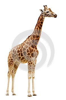 Giraffe isolated on white background.