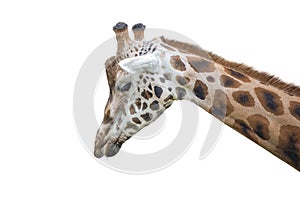 Giraffe isolated on white background. Close-up of a giraffe's head.