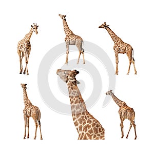 Giraffe isolated on a white background collection