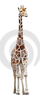 Giraffe isolated on white