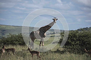 Giraffe  at Ithala Game Park with Impala