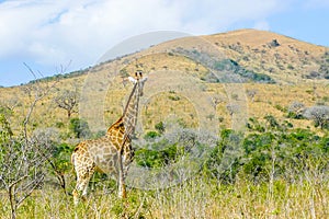 Giraffe in its habitat umfolozi national park