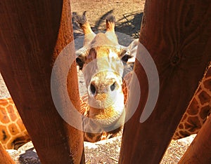 Giraffe jailed behind the fence photo