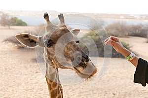 Giraffe, Jeddah jungle