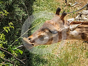 Giraffe, Jerusalem Biblical Zoo in Israel