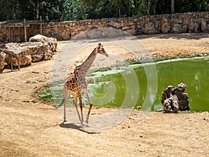 Giraffe, Jerusalem Biblical Zoo in Israel