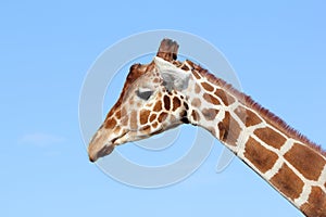 Giraffe, jirafa, camelopardalis