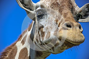 Giraffe just chilling