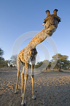 Giraffe in the Kalahari, Botswana. photo