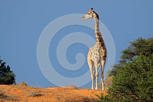 Giraffe, Kalahari desert, South Africa