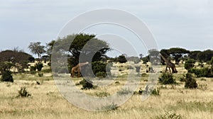 giraffe in kenya