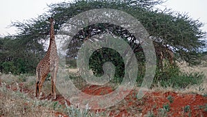 giraffe in kenya