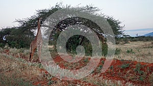 giraffe in kenya