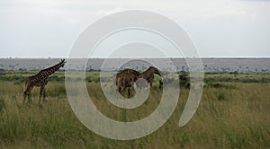 giraffe in kenya